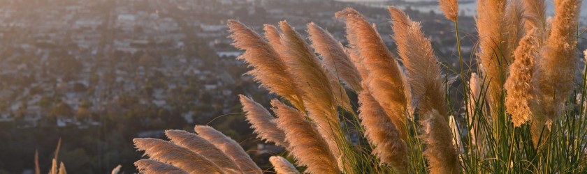 Photo of fluffy grasses on a hillside