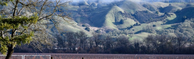 Photo of hillside and trees